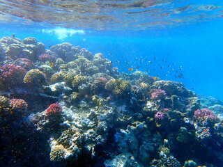 Wide shot of coral and reef inhabitants