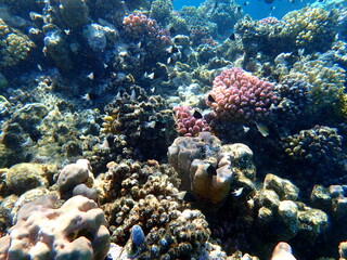 Wide shot of coral and reef inhabitants