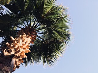 palm tree and blue sky