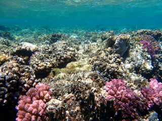 Wide shot of coral and reef inhabitants