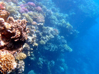 Wide shot of coral and reef inhabitants
