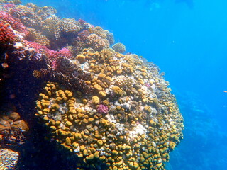 Wide shot of coral and reef inhabitants
