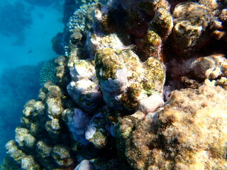 Wide shot of coral and reef inhabitants