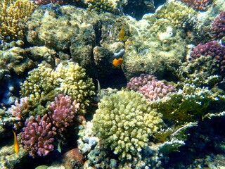 Wide shot of coral and reef inhabitants