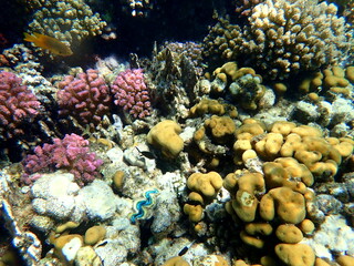 Wide shot of coral and reef inhabitants
