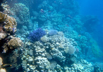 Wide shot of coral and reef inhabitants