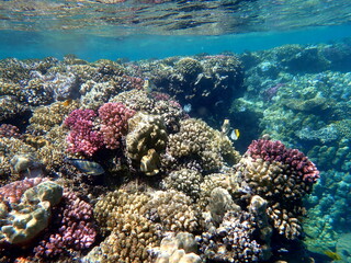 Wide shot of coral and reef inhabitants