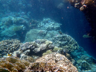 Wide shot of coral and reef inhabitants