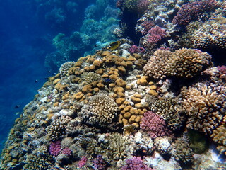 Wide shot of coral and reef inhabitants