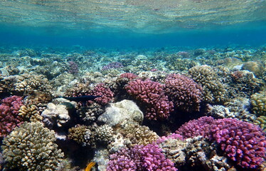 Wide shot of coral and reef inhabitants