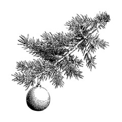 Detailed pine tree branch with a Christmas ornament in vintage engraving style on a white background, symbolizing festive holiday decor