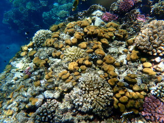 Wide shot of coral and reef inhabitants