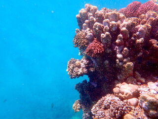 Wide shot of coral and reef inhabitants