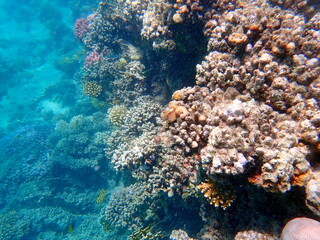 Wide shot of coral and reef inhabitants