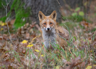 Lis rudy (Vulpes vulpes) w jesiennym krajobrazie. Zwierzę stoi pośr&oacute;d kolorowych liści w ciepłym, złotym świetle zachodzącego słońca. Naturalna sceneria, intensywne barwy jesieni i miękkie światło two