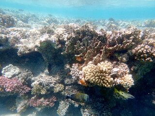 Wide shot of coral and reef inhabitants