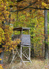 Jesienny las w ciepłym świetle poranka. Kolorowe liście drzew tworzą malowniczy dywan w odcieniach złota, pomarańczy i czerwieni. Promienie słońca przenikają przez mgłę, podkreślając nastrojowy klimat