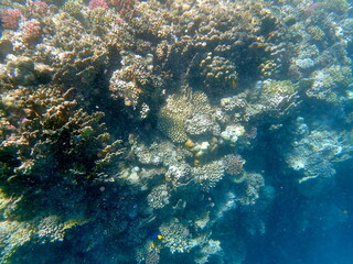 Wide shot of coral and reef inhabitants