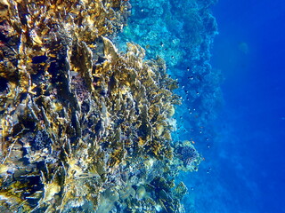 Wide shot of coral and reef inhabitants