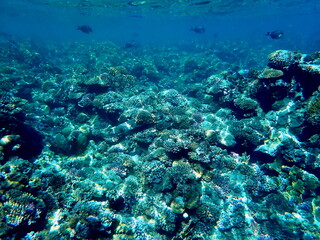 Wide shot of coral and reef inhabitants