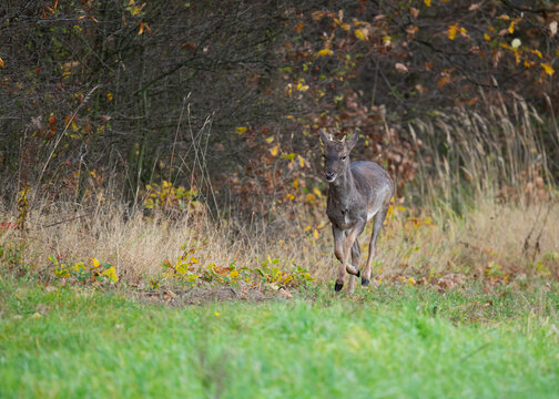 Szpicak daniela (Dama dama) w dynamicznym galopie pośr&oacute;d jesiennego krajobrazu. Zwierzę biegnie przez kolorowy las, otoczone spadającymi liśćmi i ciepłym światłem zachodzącego słońca. Fotografia przyr