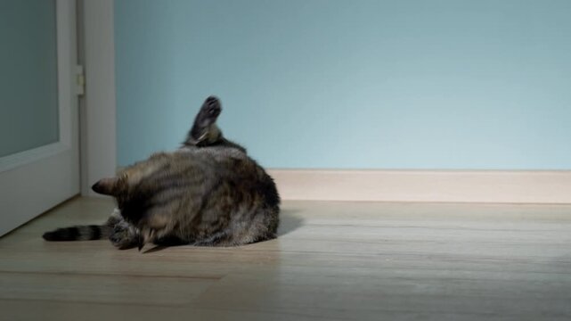 female cat rest in sunny room, slow motion video