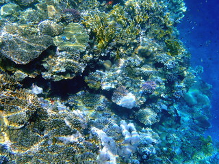 Wide shot of coral and reef inhabitants