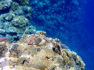 Wide shot of coral and reef inhabitants