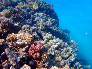 Wide shot of coral and reef inhabitants