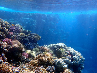 Wide shot of coral and reef inhabitants
