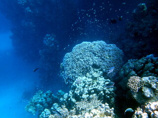 Wide shot of coral and reef inhabitants
