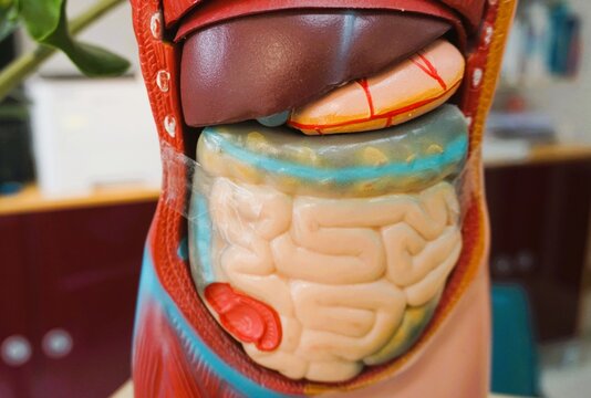 Anatomisches Modell aus Plastik mit Veranschaulichung von inneren Organen von Mensch in Arztpraxis