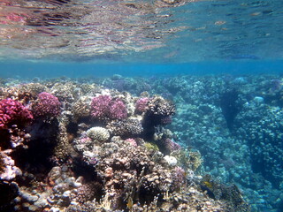 Wide shot of coral and reef inhabitants