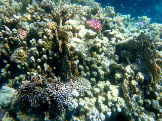 Wide shot of coral and reef inhabitants