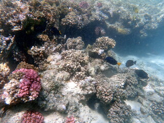 Wide shot of coral and reef inhabitants