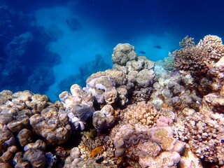 Wide shot of coral and reef inhabitants