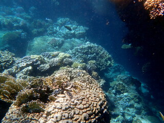 Wide shot of coral and reef inhabitants