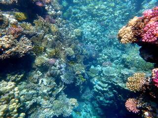 Wide shot of coral and reef inhabitants