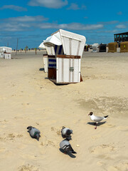Beach chairs with birds in foreground on sunlit sand