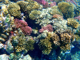 Wide shot of coral and reef inhabitants