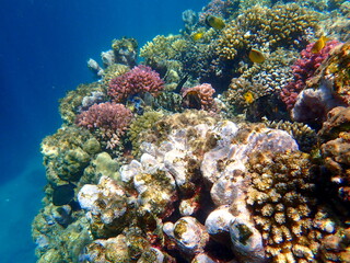 Wide shot of coral and reef inhabitants