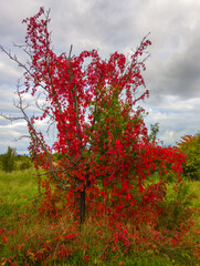 Bright red foliage of climbing plants on dry tree