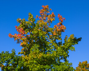 Green foliage with colorful tree top against clear blue sky