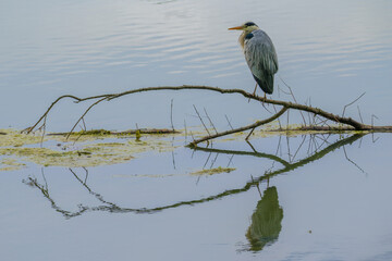 Heron perching on the branch in lake, symmetrically reflected in water