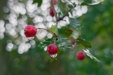 Red berries with raindrops on green background