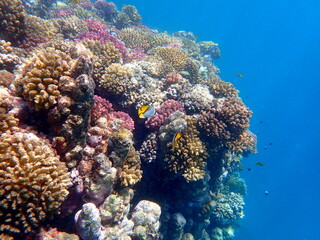 Wide shot of coral and reef inhabitants
