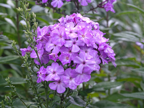 Closeup of Phlox Blue Paradise flowers in a garden