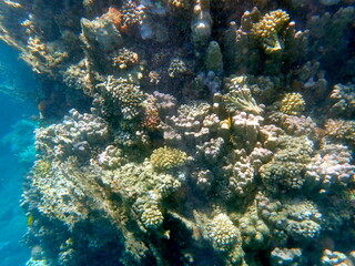 Wide shot of coral and reef inhabitants