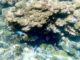Wide shot of coral and reef inhabitants