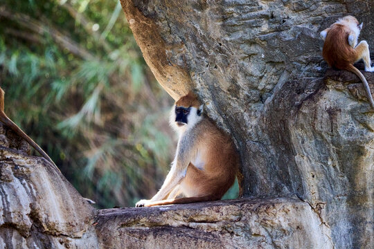 monkey in the forest